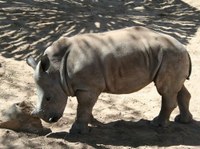 Chopper the rhino calf Chopper the rhino calf