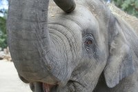 Daizy the Elephant at about 2-years-old Daizy the Elephant at about 2-years-old