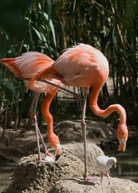 Flamingo Flamingo