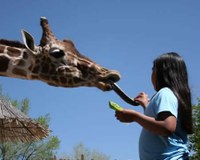 GIRAFFE-girlbyMikeK.jpg GIRAFFE-girlbyMikeK.jpg