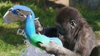Gorilla enrichment Gorilla enrichment
