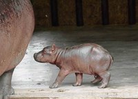 Hippo-baby.jpg Hippo-baby.jpg