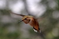 Hummingbird at Tingley Beach Hummingbird at Tingley Beach