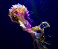 Jellyfish Jellyfish