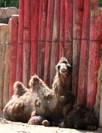 Baby Camel Kix Baby Camel Kix
