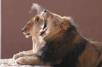 Lionyawning-GaryVanLuchene12_07.JPG Lionyawning-GaryVanLuchene12_07.JPG