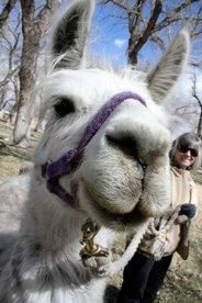 Llama Llama