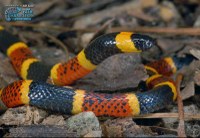 Coral Snake Coral Snake