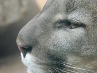 Mountain Lion Mountain Lion