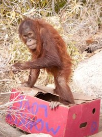 Orangutan enrichment Orangutan enrichment
