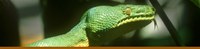 Snake Reptile Banner Snake Reptile Banner