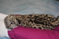 SnowLeopardGDNM_10.JPG SnowLeopardGDNM_10.JPG