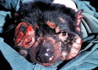 Tasmanian devil facial tumor Tasmanian devil facial tumor