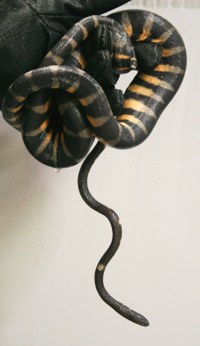 Sea Snake Sea Snake