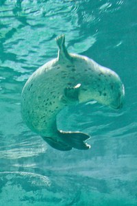 Ariel swimming2 Ariel swimming2