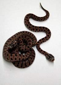 Pygmy Rattlesnakes Pygmy Rattlesnakes