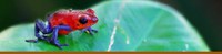 Amphibian Banner Amphibian Banner