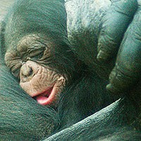 baby-chimp.jpg baby-chimp.jpg