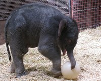 Daisy the elephant Daisy the elephant