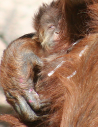 Baby Orangutan Baby Orangutan