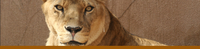 Lion Lion