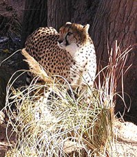 cheetah.jpg cheetah.jpg