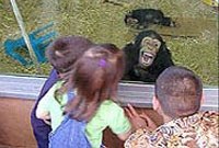 chimp.jpg chimp.jpg