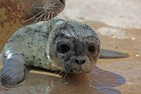 Seal Pup close Seal Pup close
