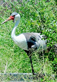 Wattled Crane Wattled Crane