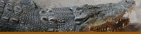 Saltwater crocodile Saltwater crocodile