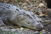 Crocodile Crocodile