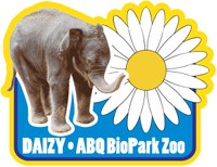 Daizy Patch Daizy Patch