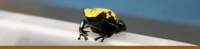 Dart Poinson Frog Dart Poinson Frog