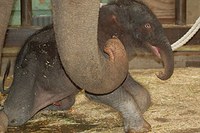elephant calf 2 elephant calf 2