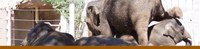 Elephant Banner Elephant Banner