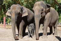 Elephant family Elephant family