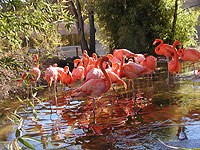 flamingos.jpg flamingos.jpg