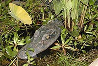 gator-1.jpg gator-1.jpg