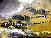 gator-2.jpg gator-2.jpg