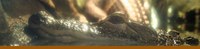 Gator Swamp banner Gator Swamp banner