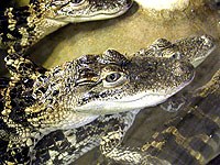 gators.jpg gators.jpg