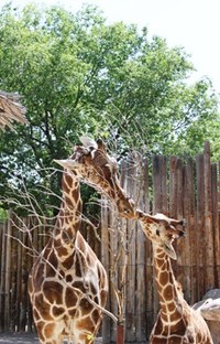 Giraffe Giraffe