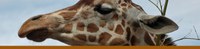 Giraffe banner Giraffe banner