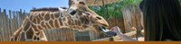 Giraffe feeding Giraffe feeding