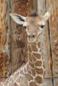 Giraffe Calf Giraffe Calf