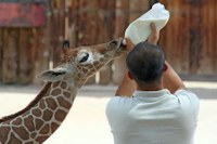 Baby_Giraffe_Feeding Baby_Giraffe_Feeding