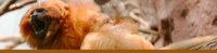 Golden Lion Tamarin Golden Lion Tamarin