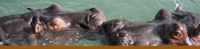 Hippo Hippo