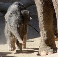 Jazmine the elephant calf Jazmine the elephant calf