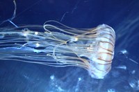 Jellyfish Jellyfish
